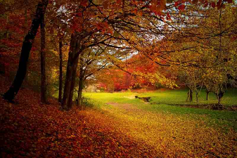 dublin-parks-autumn-leaves