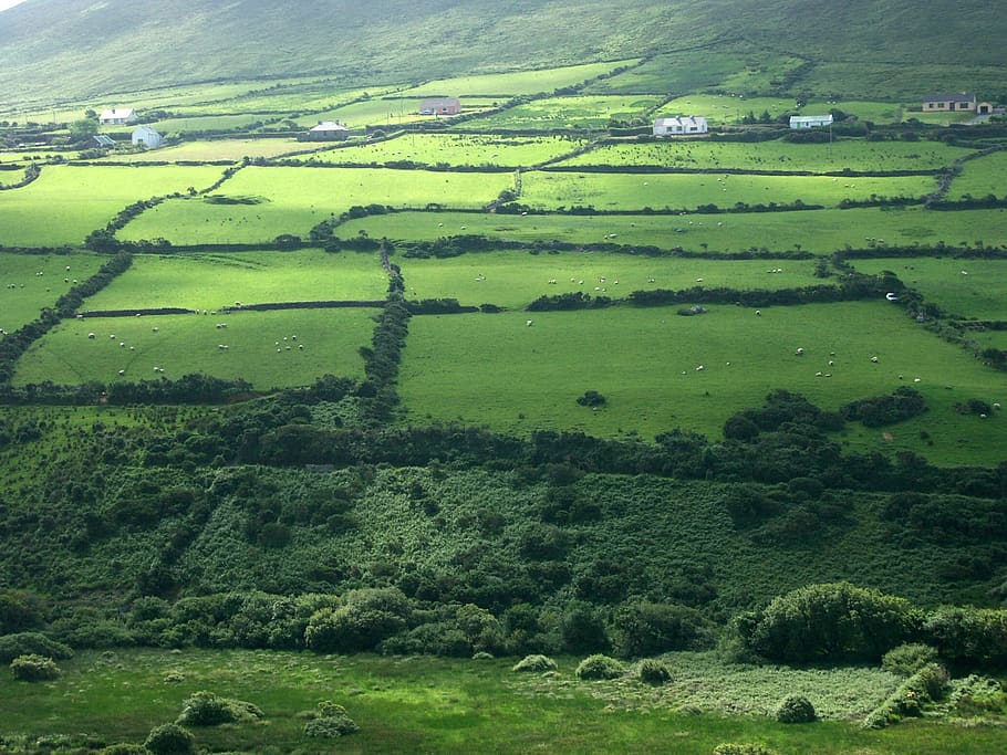 ireland-meadow-green-grass-nature-irish